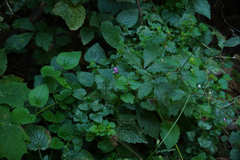 Lamium maculatum
