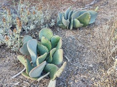 Opuntia basilaris basilaris