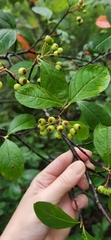 Aronia arbutifolia