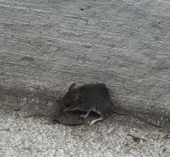 Peromyscus leucopus