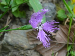 Dianthus hyssopifolius