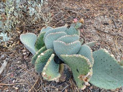 Opuntia basilaris basilaris