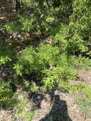Juniperus ashei