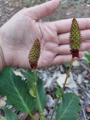 Anemopsis californica