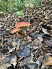 Hortiboletus rubellus