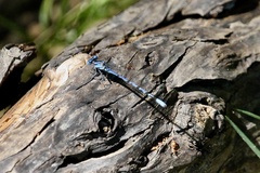 Argia funebris