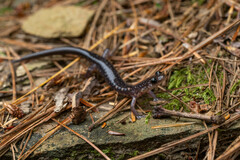 Plethodon wehrlei
