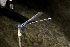 Argia funebris