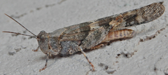 Trimerotropis pallidipennis