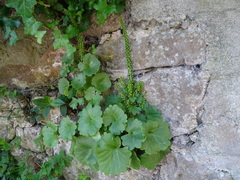 Umbilicus rupestris
