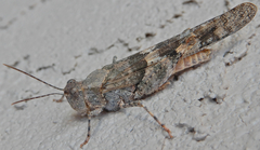 Trimerotropis pallidipennis