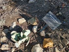 Opuntia basilaris basilaris