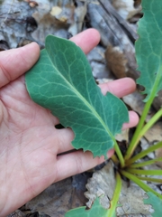 Anemopsis californica