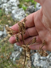 Campanula sibirica taurica