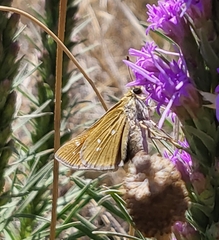 Hesperia leonardus pawnee