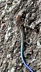 Plestiodon fasciatus