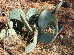 Opuntia basilaris basilaris
