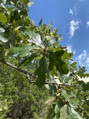 Quercus margaretiae