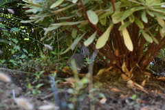 Leporidae