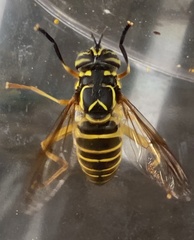 Spilomyia longicornis