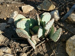 Opuntia basilaris basilaris