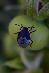 Chlorochroa