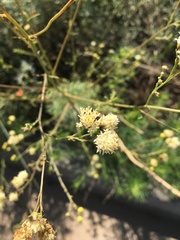 Hymenothrix loomisii