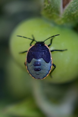 Chlorochroa