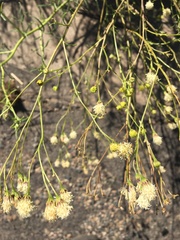 Hymenothrix loomisii