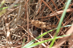 Oedipoda