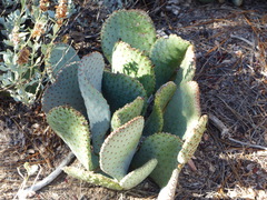 Opuntia basilaris basilaris
