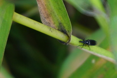 Dilophus