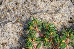 Euphorbia polygonifolia