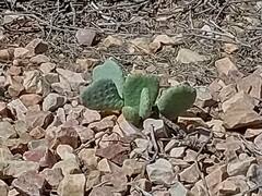 Opuntia basilaris basilaris