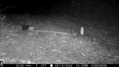 Spilogale gracilis