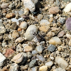 Cicindela repanda