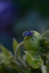 Chlorochroa