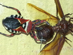 Apiomerus flaviventris