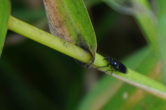 Dilophus