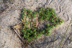 Euphorbia polygonifolia
