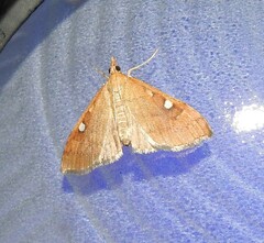 Mnesictena marmarina