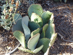Opuntia basilaris basilaris