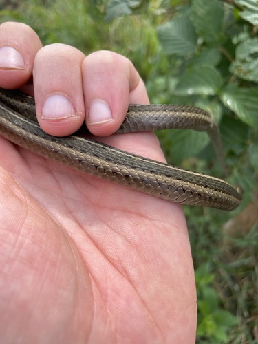 Short-headed Garter Snake