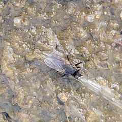 Ephydridae