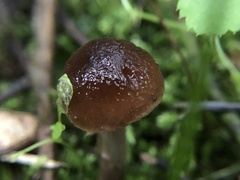 Cyclocybe erebia