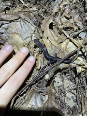 Plethodon wehrlei