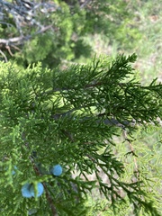 Juniperus ashei