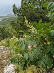 Rhus coriaria