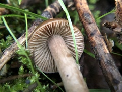 Cyclocybe erebia