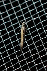 Plutella xylostella